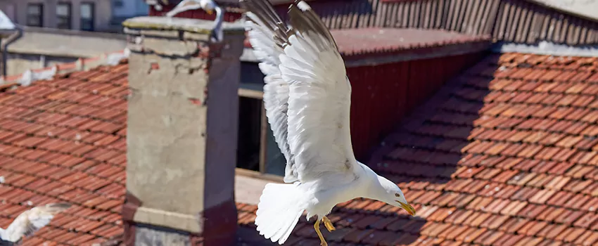 Residential Chimney Animal Removal Solution in Oro Valley, AZ