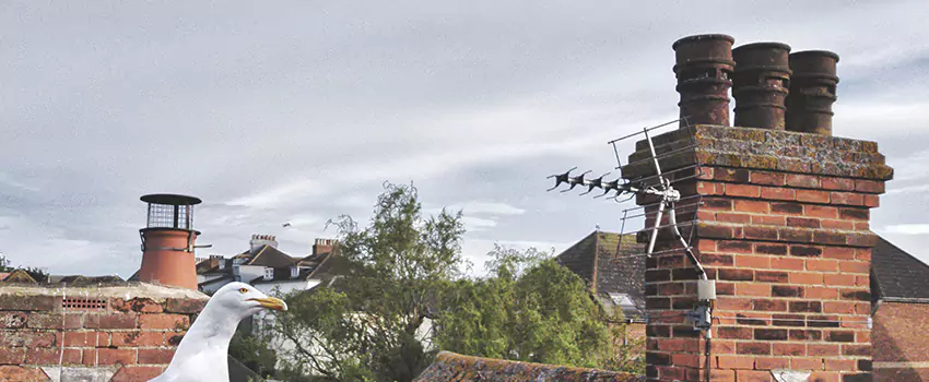 Chimney Cleaning And Restoration in Oro Valley, Arizona